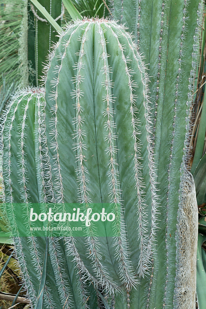 559005 - Mexican giant cardon (Pachycereus pringlei)