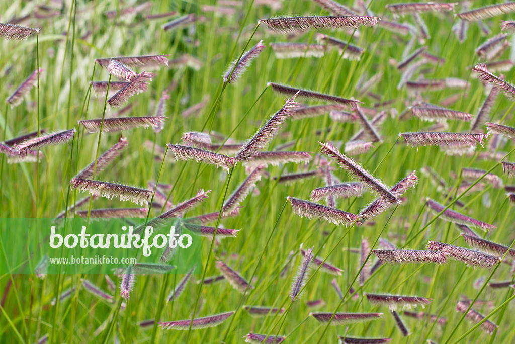 Mosquito grass discount