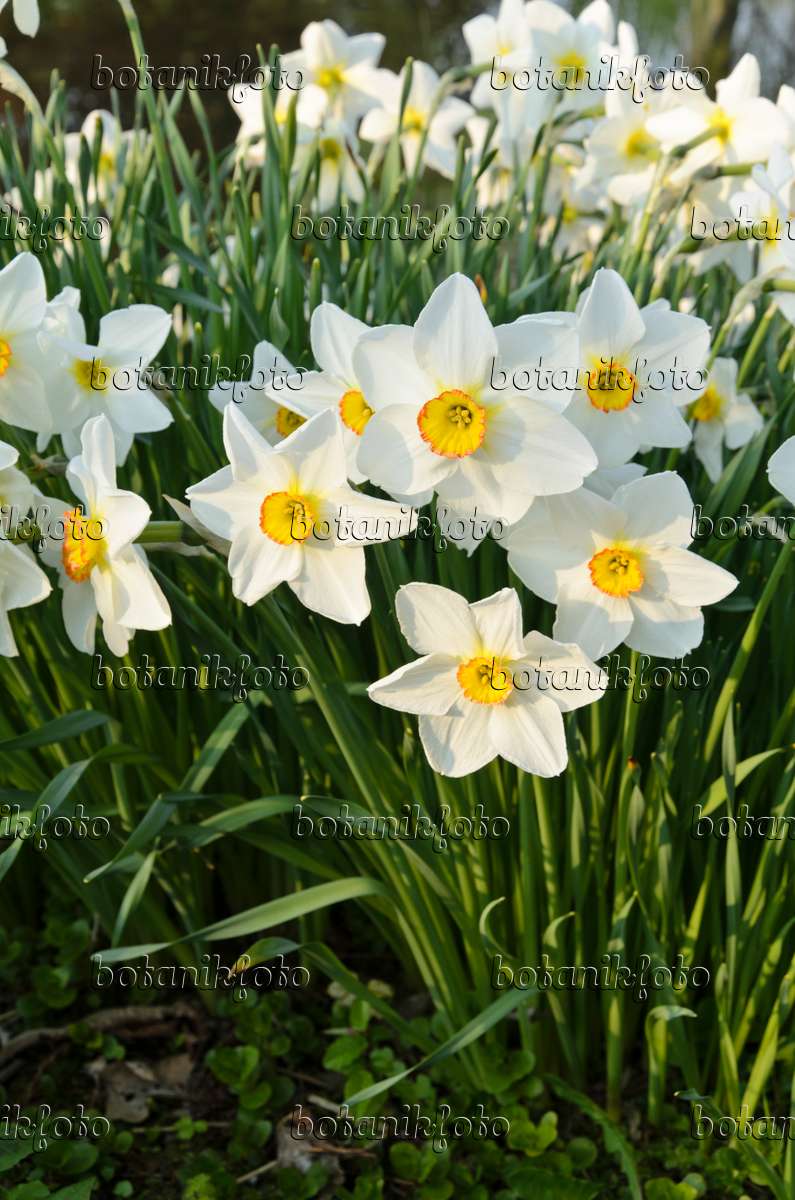Image Narcisse des poètes (Narcissus poeticus 'Actaea') - 495251 - Images  de plantes et de jardins - botanikfoto