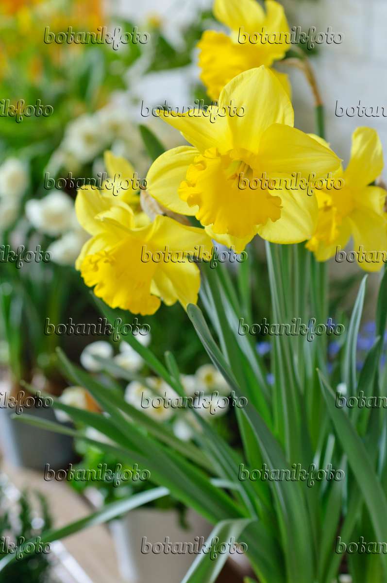 Image Narcisse jaune (Narcissus pseudonarcissus) - 483287 - Images de  plantes et de jardins - botanikfoto