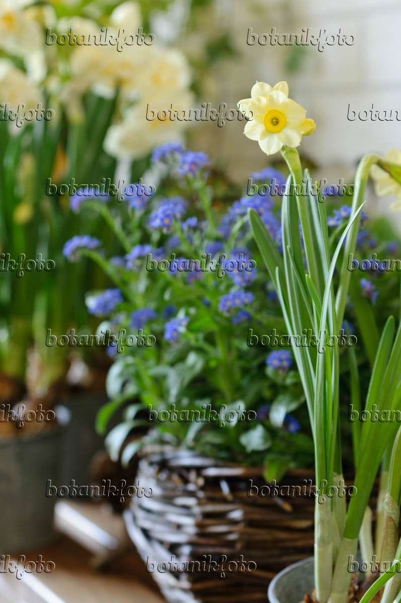 Images Narcisses - Images de plantes et de jardins - botanikfoto