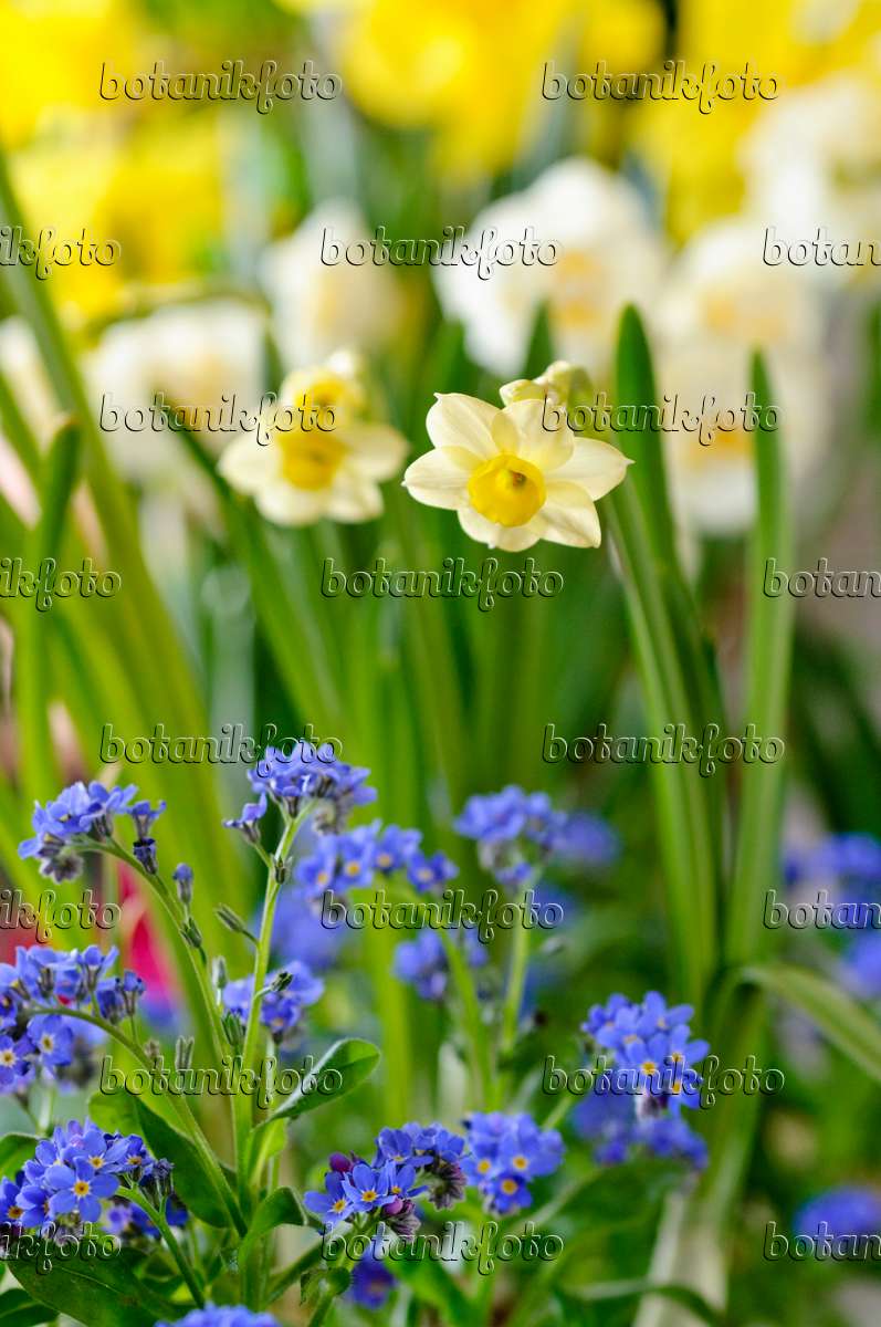 Images Narcisses 3 - Images de plantes et de jardins - botanikfoto