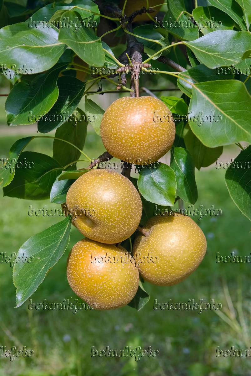 490122 - Nashi pear (Pyrus pyrifolia 'Sin Chon Pear')