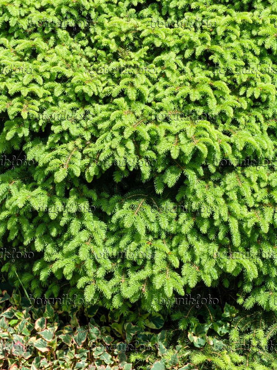 437432 - Nest spruce (Picea abies 'Nidiformis')