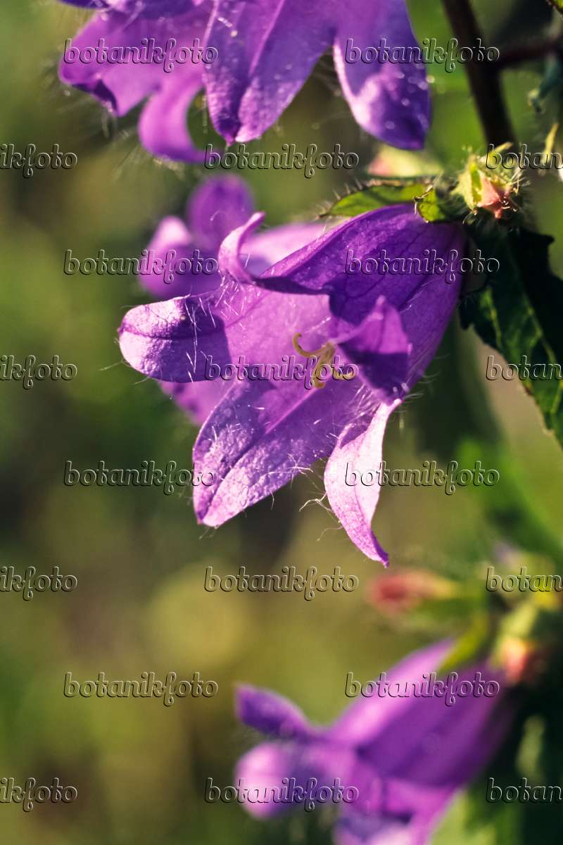 394004 - Nettle-leaved bellflower (Campanula trachelium)