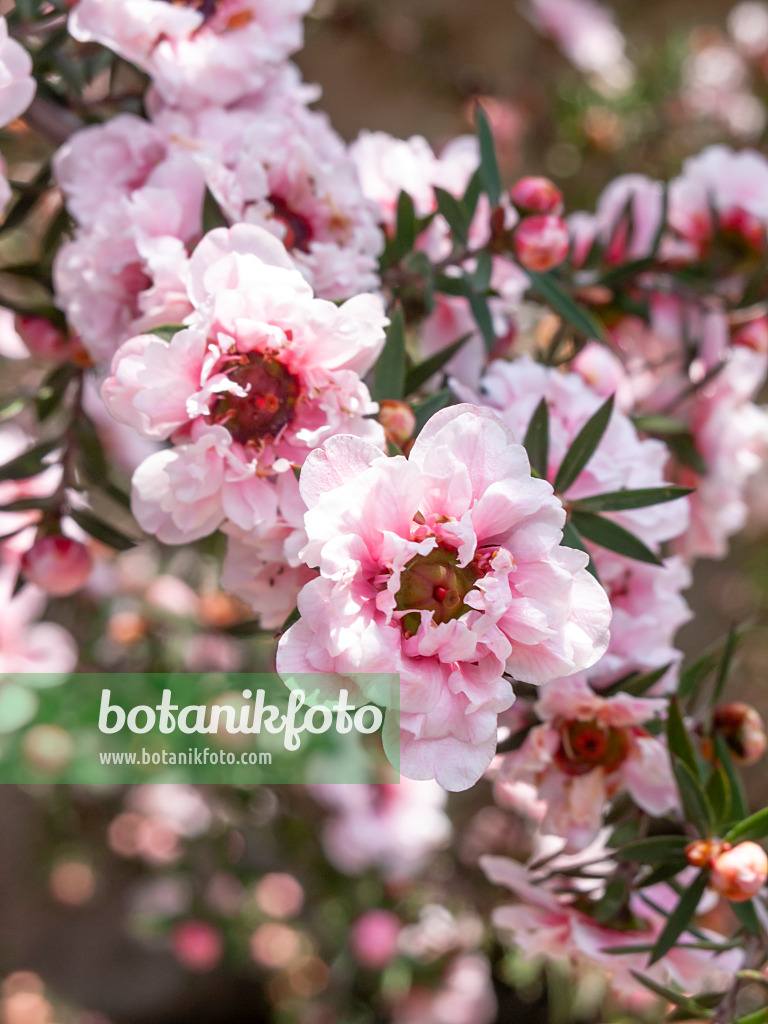 Leptospermum scoparium (Tea Tree)