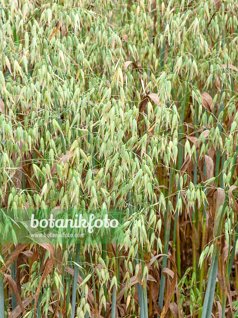 cereals plants