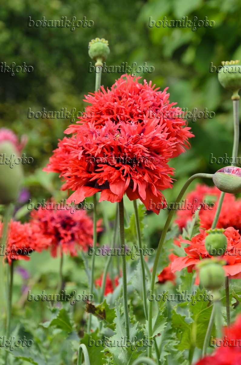 Image Opium poppy (Papaver somniferum) - 497313 - Images of Plants and  Gardens - botanikfoto