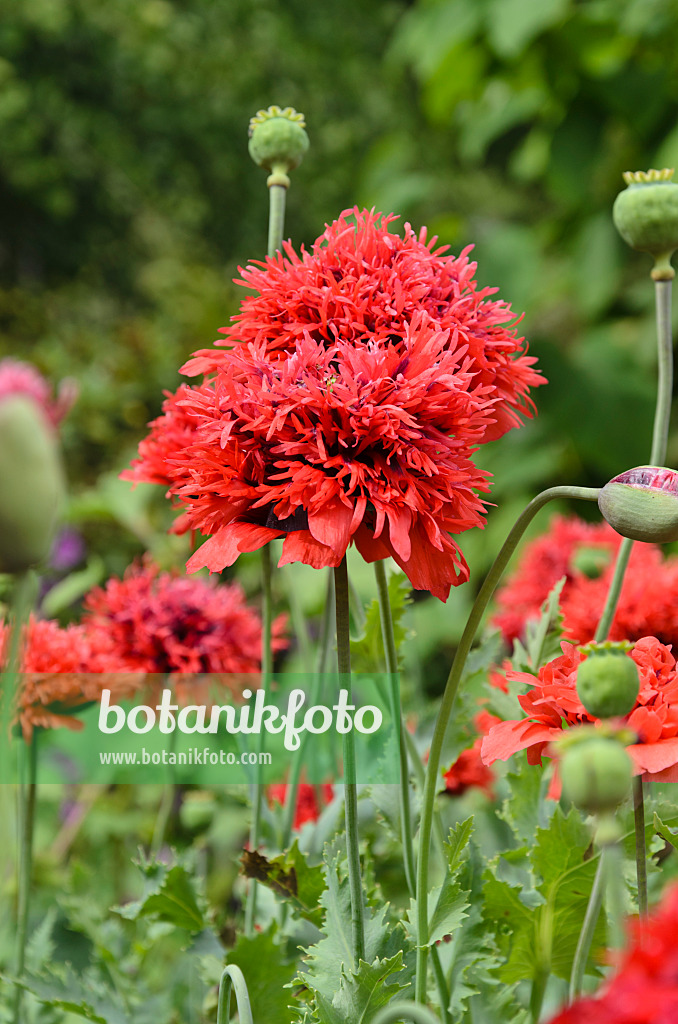 Image Opium poppy (Papaver somniferum) - 497313 - Images of Plants and  Gardens - botanikfoto