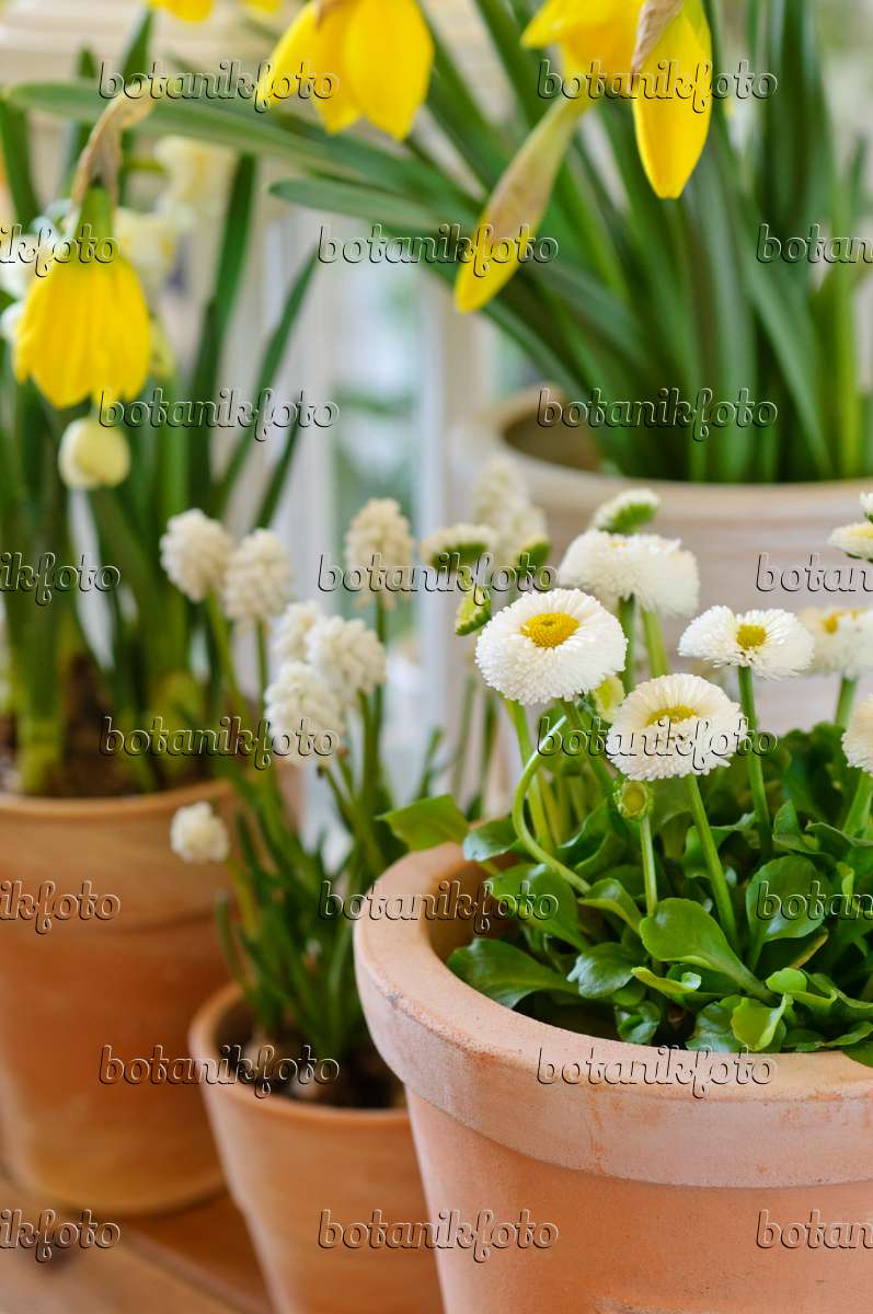 Image Pâquerette vivace (Bellis perennis), muscari d'Arménie (Muscari  armeniacum 'White Magic') et narcisse jaune (Narcissus pseudonarcissus) -  483184 - Images de plantes et de jardins - botanikfoto