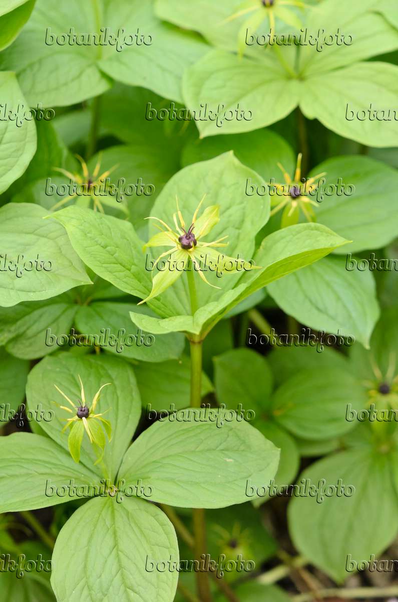 Image Parisette à quatre feuilles (Paris quadrifolia) - 531150 - Images de  plantes et de jardins - botanikfoto