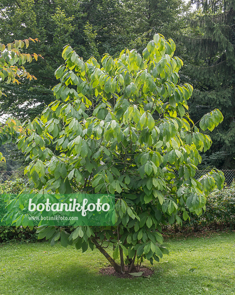 Pappaw asimina triloba imagem de stock. Imagem de flora - 208322961