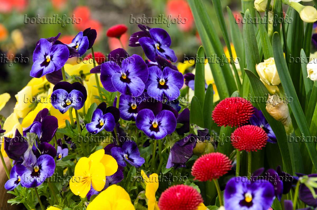 Image Pensée à corne (Viola cornuta) et pâquerette vivace (Bellis perennis)  - 495084 - Images de plantes et de jardins - botanikfoto