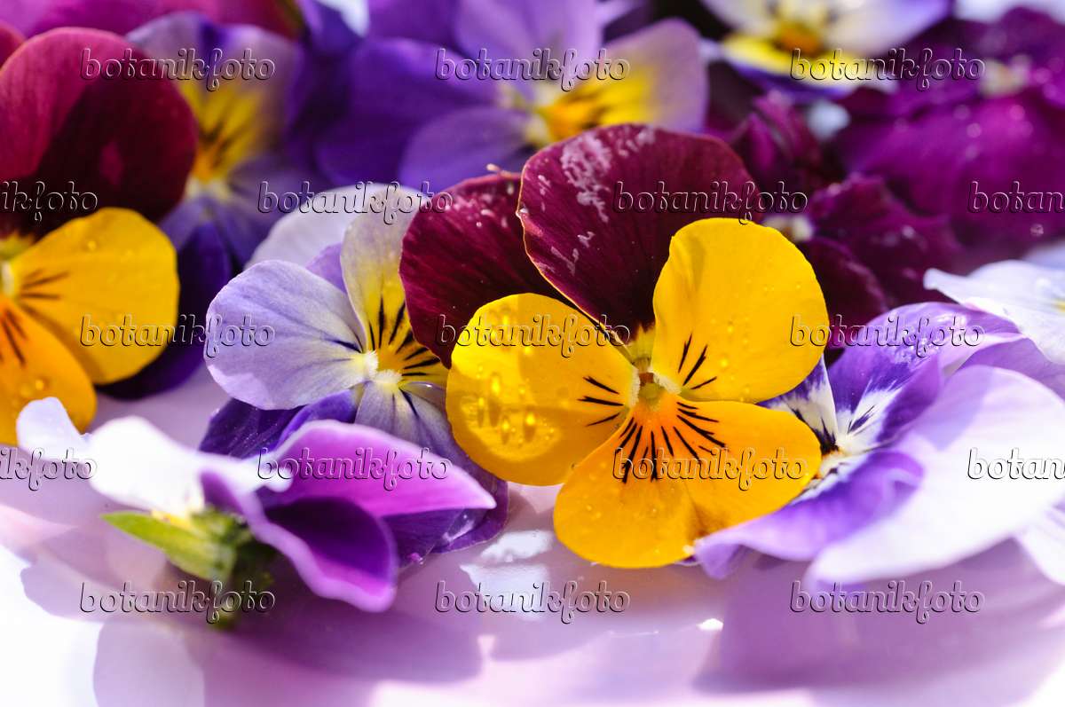 Image Pensées à corne (Viola cornuta), fleurs coupées sur une assiette -  484215 - Images de plantes et de jardins - botanikfoto