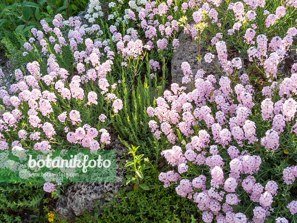 Persian Garden Cress