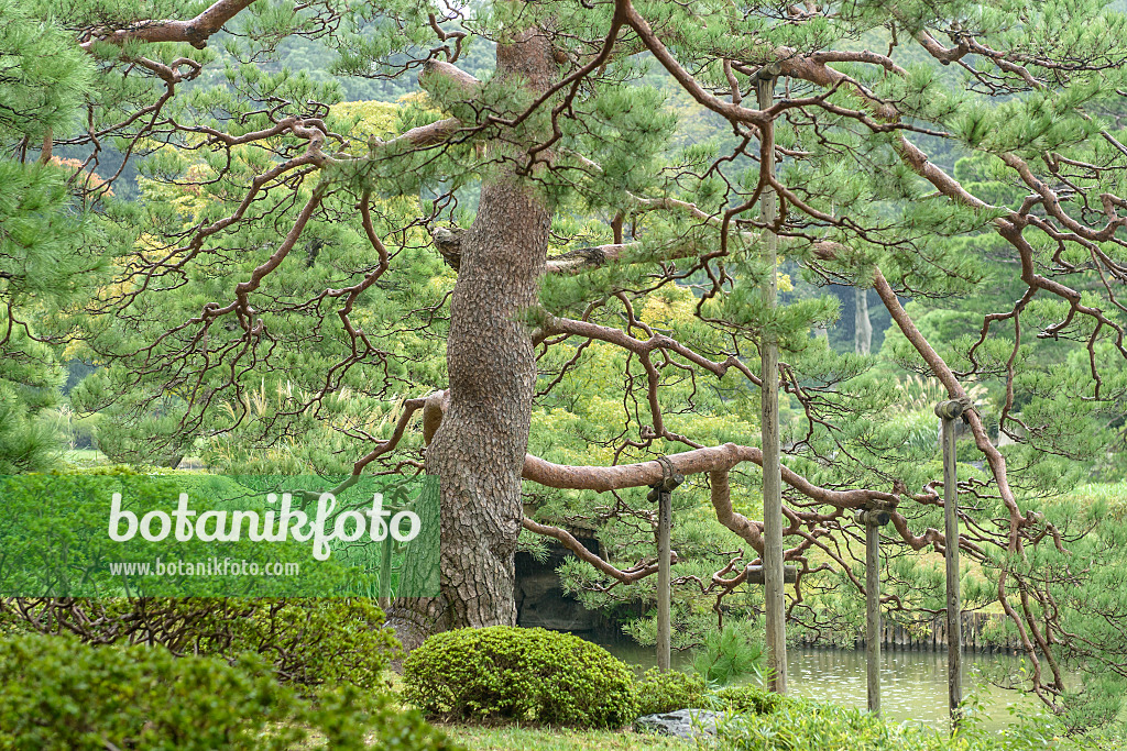 Images Pin rouge du Japon Images de plantes et de jardins botanikfoto Images Pin rouge du Japon Images de plantes et de jardins botanikfoto