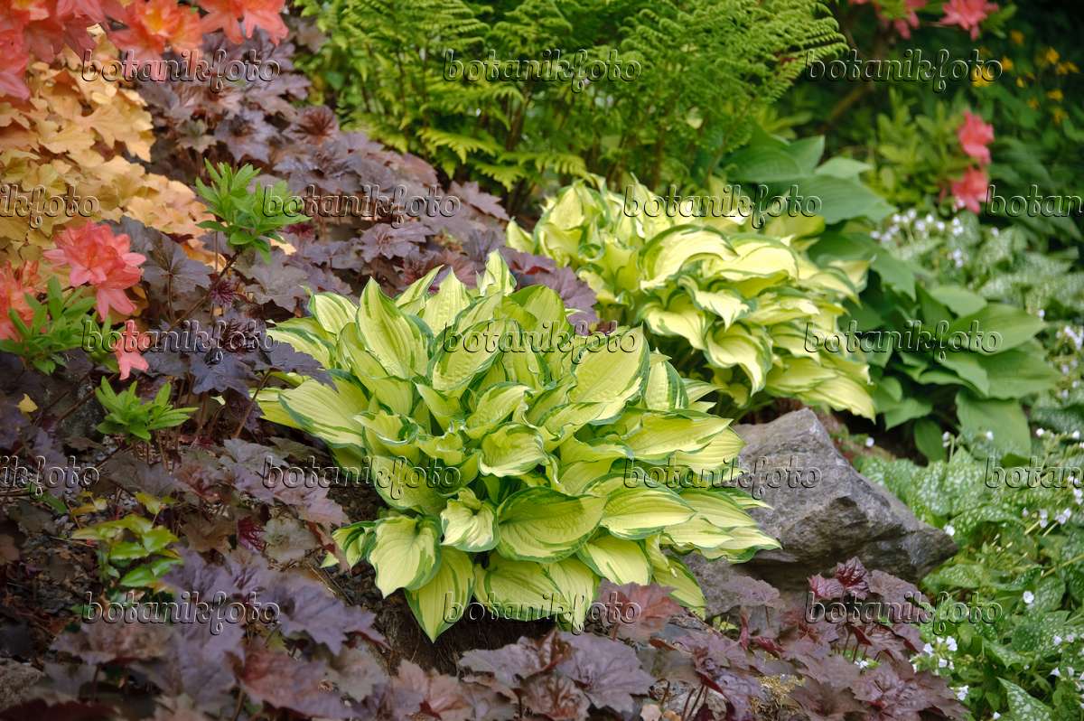 Image of Gold standard hosta and begonias