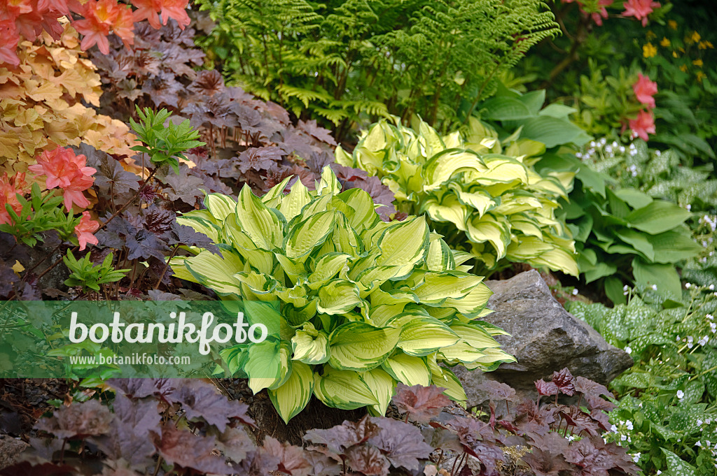 Image of Gold standard hosta and begonias