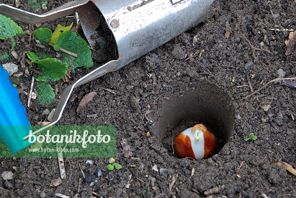 Image Planting Tulip Bulbs 3 463089 Images Of Plants And Gardens 