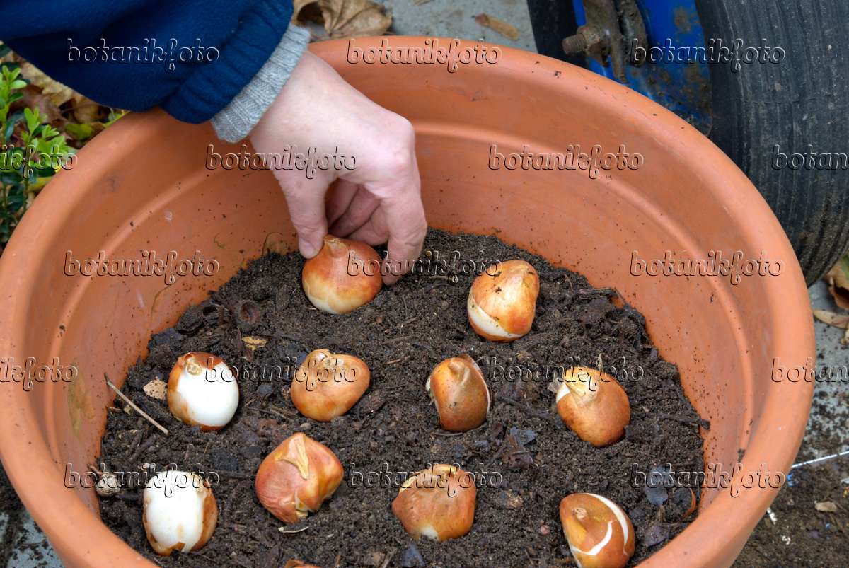 Image Planting Tulip Bulbs In A Flower Pot 2 463091 Images
