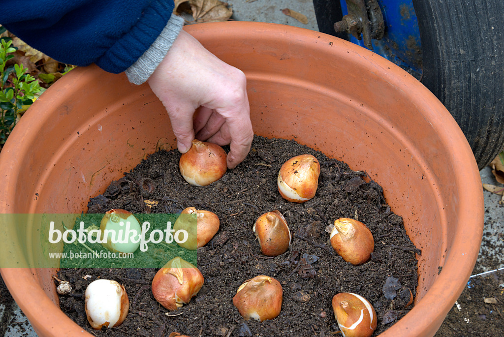 Image Planting Tulip Bulbs In A Flower Pot 2 463091 Images