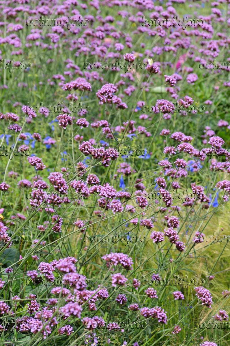 Image Purpletop vervain (Verbena bonariensis) - 487214 ...