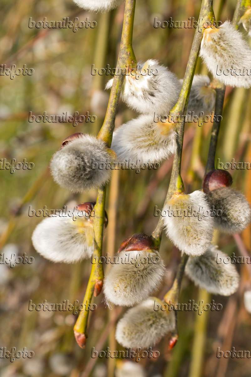 554064 - Pussy willow (Salix caprea 'Pendula')