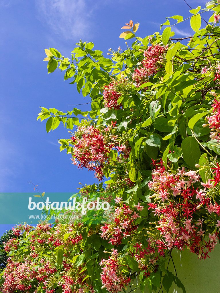 Rangoon Creeper Plant (quisqualis indica)