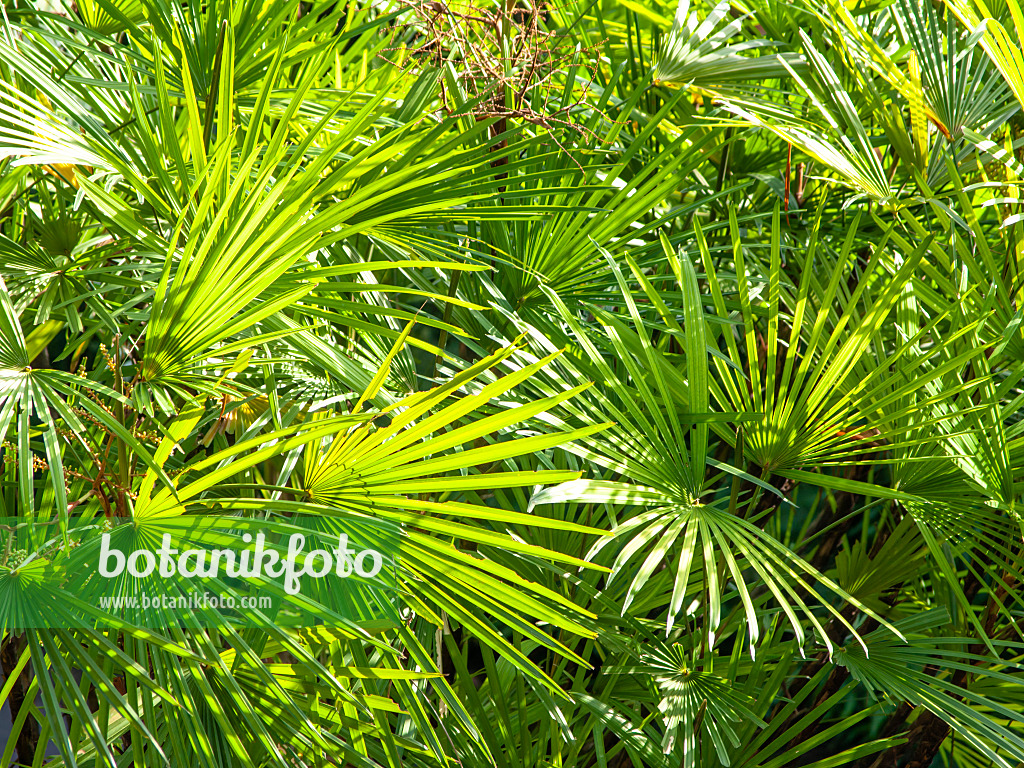 rattan palm plant