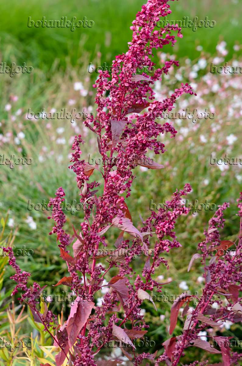 535226 - Red garden orache (Atriplex hortensis var. rubra)