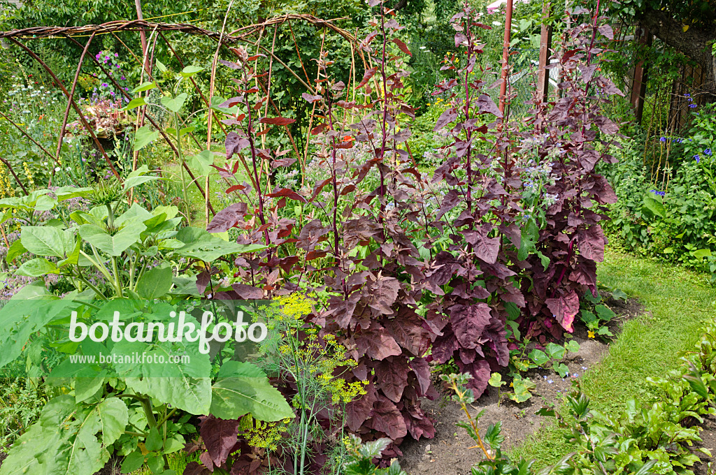 474133 - Red garden orache (Atriplex hortensis var. rubra) in a vegetable garden