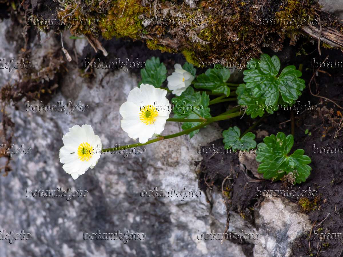 Image Renoncule alpestre (Ranunculus alpestris) - 426135 - Images de  plantes et de jardins - botanikfoto