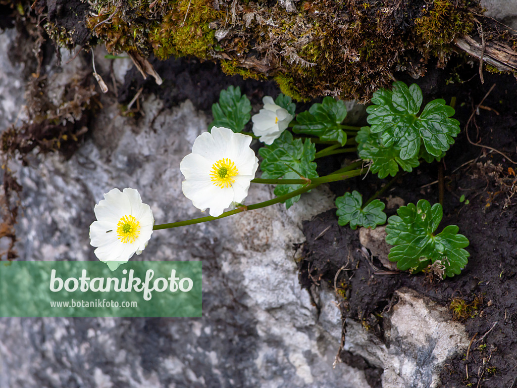 Image Renoncule alpestre (Ranunculus alpestris) - 426135 - Images de  plantes et de jardins - botanikfoto