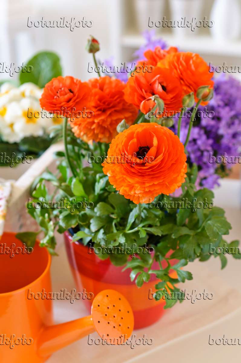 Image Renoncule des fleuristes (Ranunculus asiaticus 'Gambit Mix') - 484044  - Images de plantes et de jardins - botanikfoto