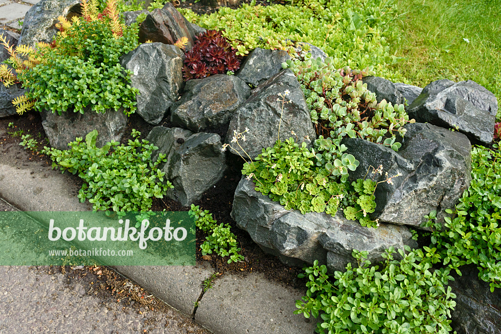 Image Rock Garden With Succulent Plants 556048 Images And