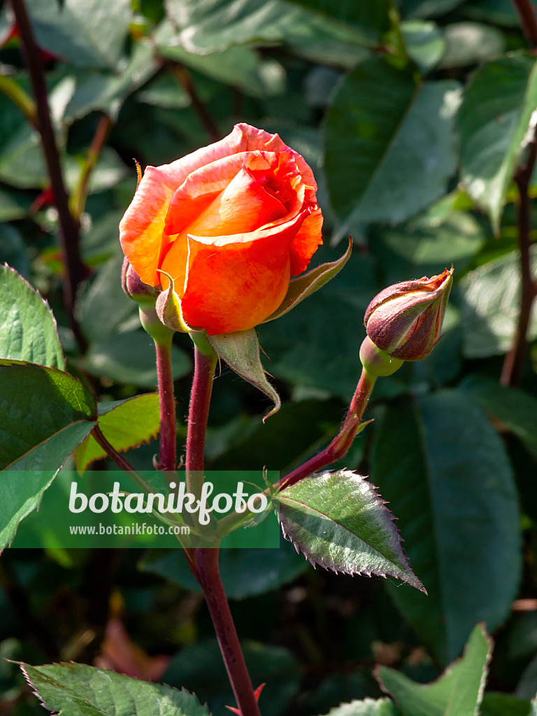 Images Roses 6 - Images of Plants and Gardens - botanikfoto