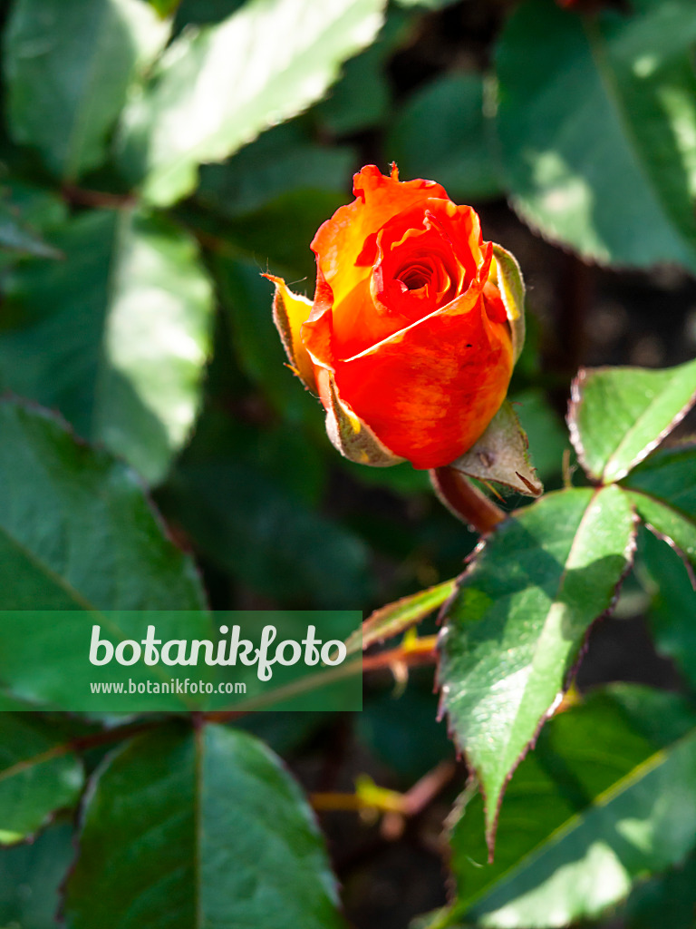 Images Roses 6 - Images of Plants and Gardens - botanikfoto