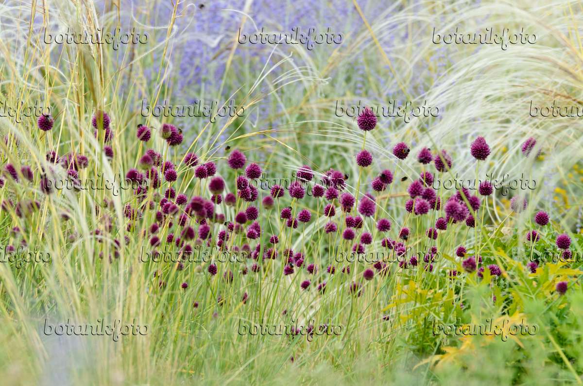 498082 - Round-headed leek (Allium sphaerocephalon), feather grass (Stipa barbata) and Russian sage (Perovskia abrotanoides)