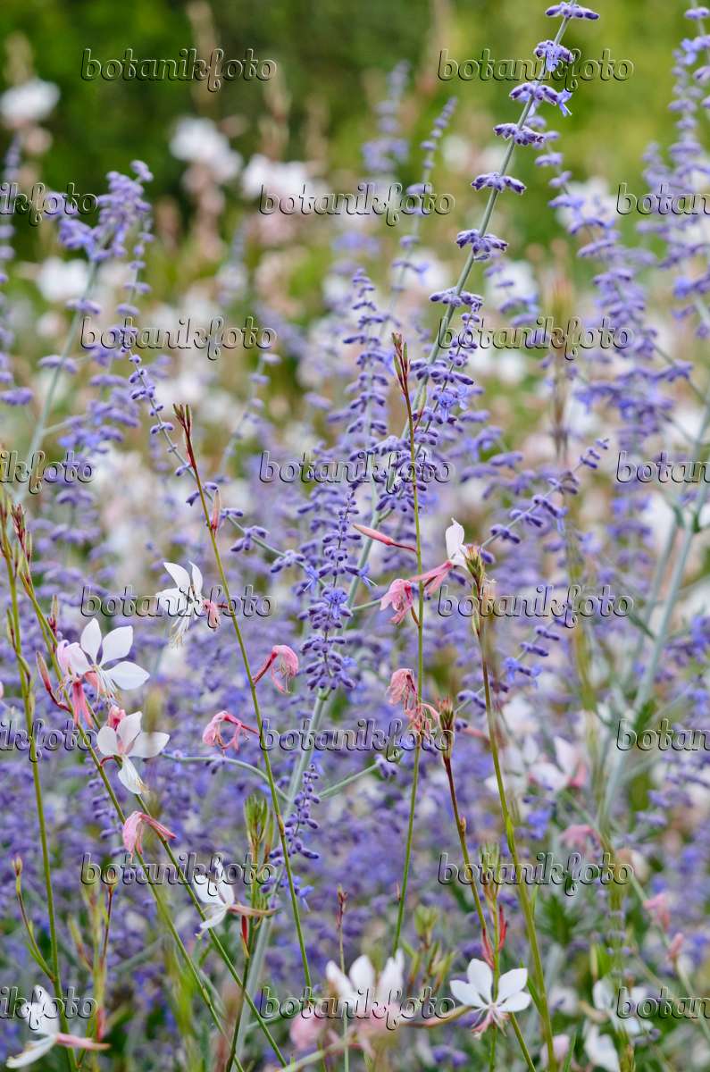 Image of Russian sage and Gaura
