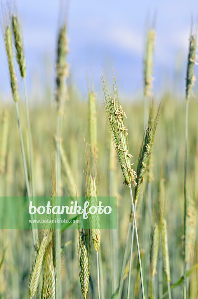 cereals plants