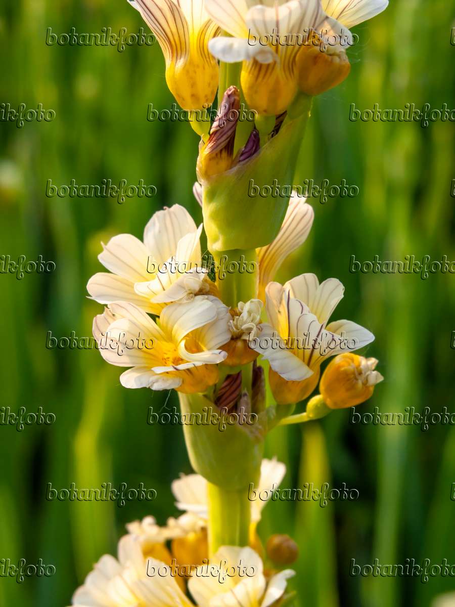 448117 - Satin flower (Sisyrinchium striatum)