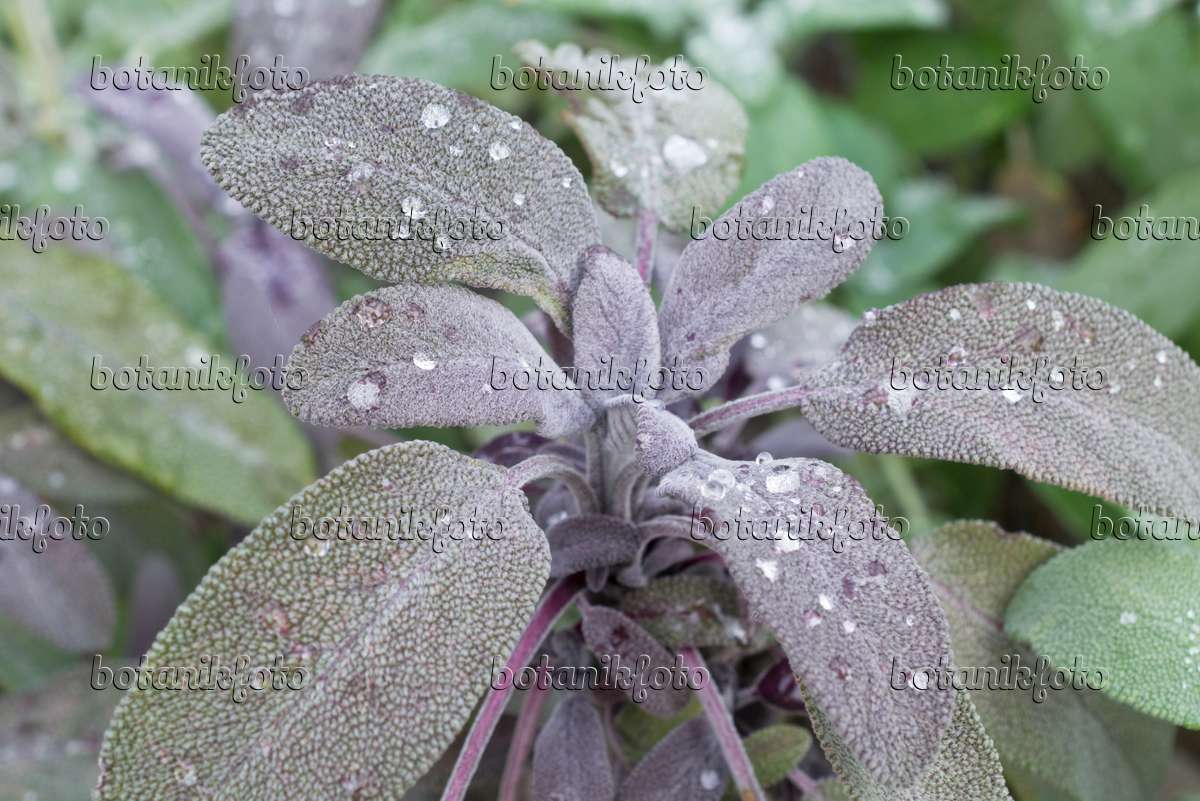 Sauge officinale à large feuille - Salvia officinalis 'Berggarten