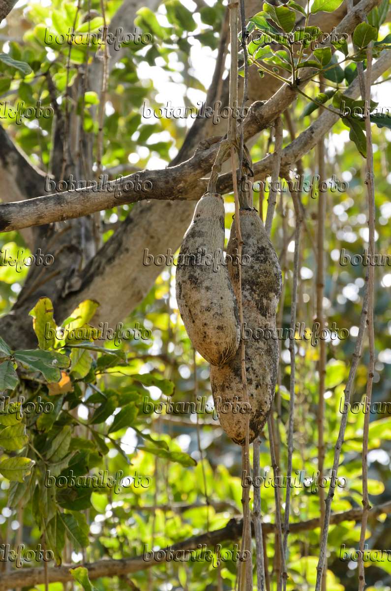Image Arbre à saucisses (Kigelia africana syn. Kigelia pinnata) - 388044 -  Images de plantes et de jardins - botanikfoto
