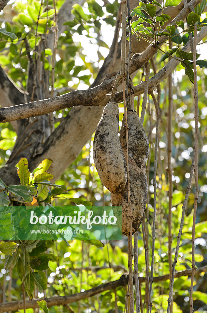 Image Arbre à saucisses (Kigelia africana syn. Kigelia pinnata) - 388044 -  Images de plantes et de jardins - botanikfoto