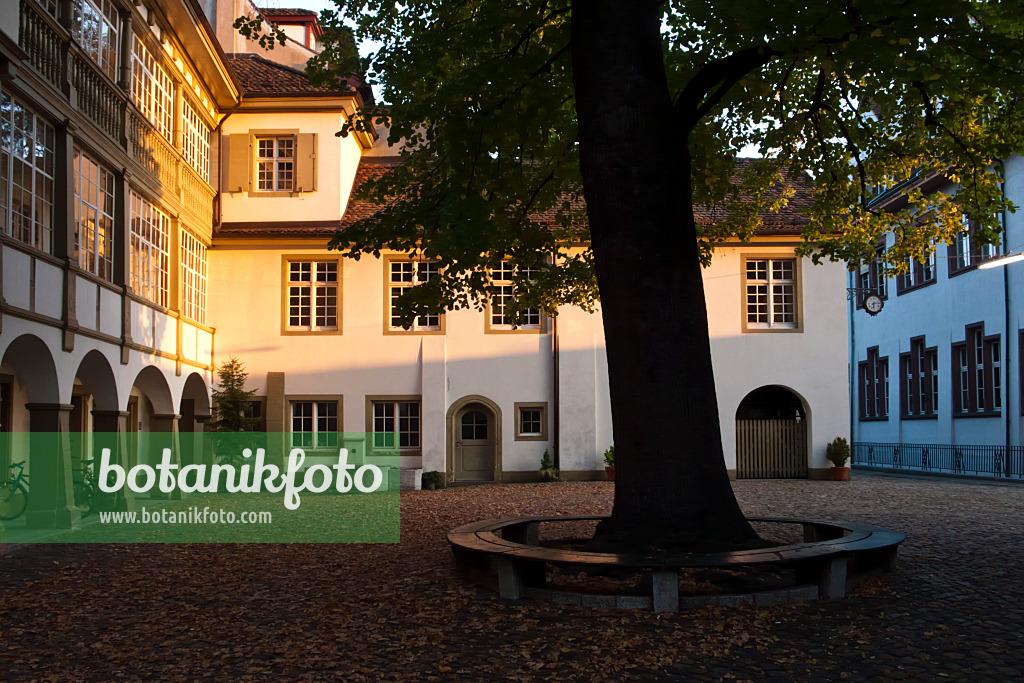 Image Schools at Münsterplatz, Basel, Switzerland 453203 Images of Plants and Gardens