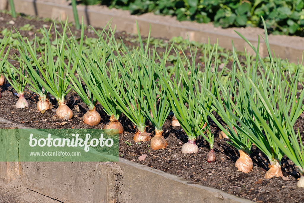 Selective Focus Vegetable Shallot Scientific Name Stock Photo 2311630259