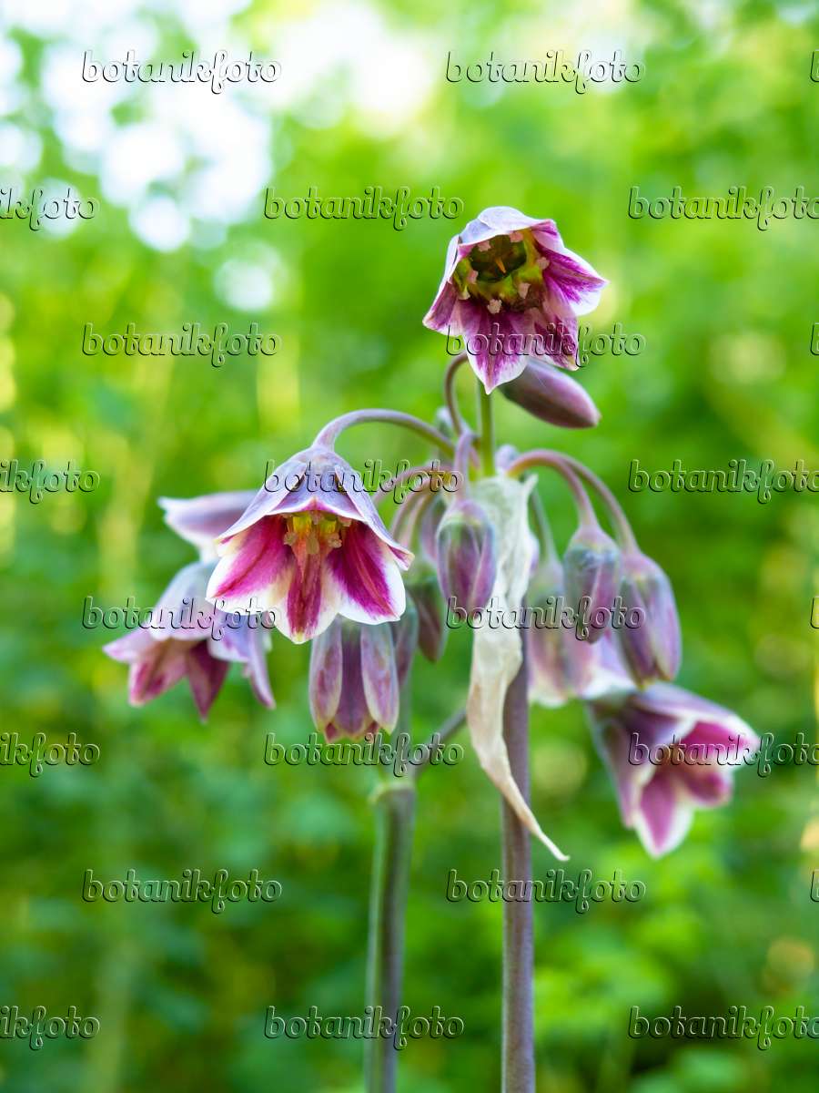 438167 - Sicilian honey lily (Allium siculum syn. Nectaroscordum siculum subsp. bulgaricum)