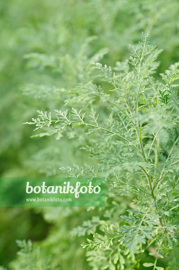 Images Sisymbrium - Images of Plants and Gardens - botanikfoto