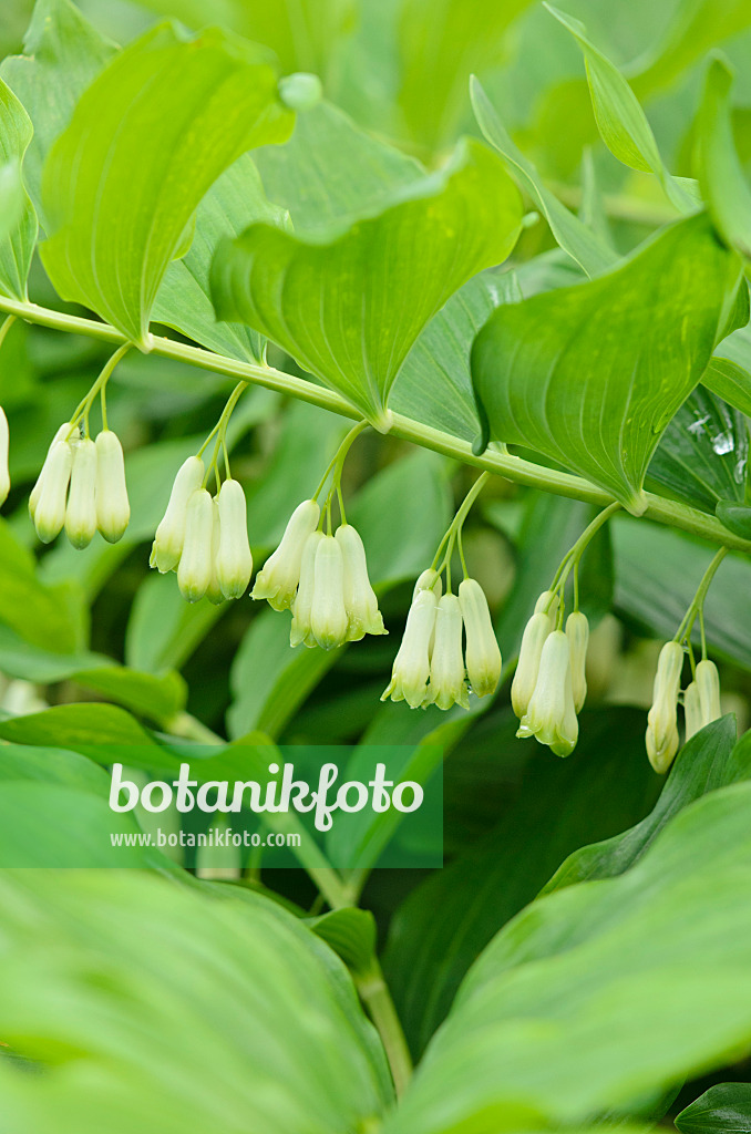 533408 - Smooth Solomon's seal (Polygonatum biflorum syn. Polygonatum giganteum)