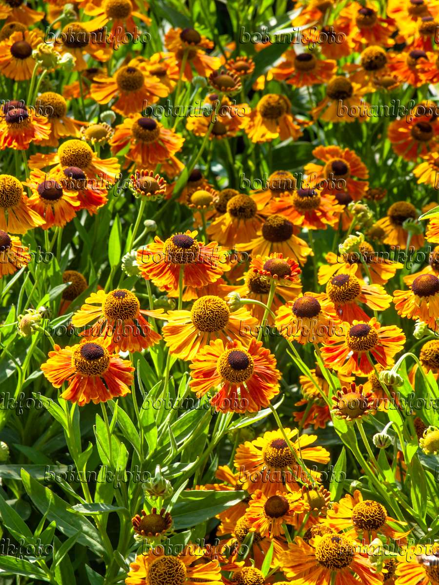 Image Sneezeweed (Helenium Waltraut) - 439245 - Images and videos of ...